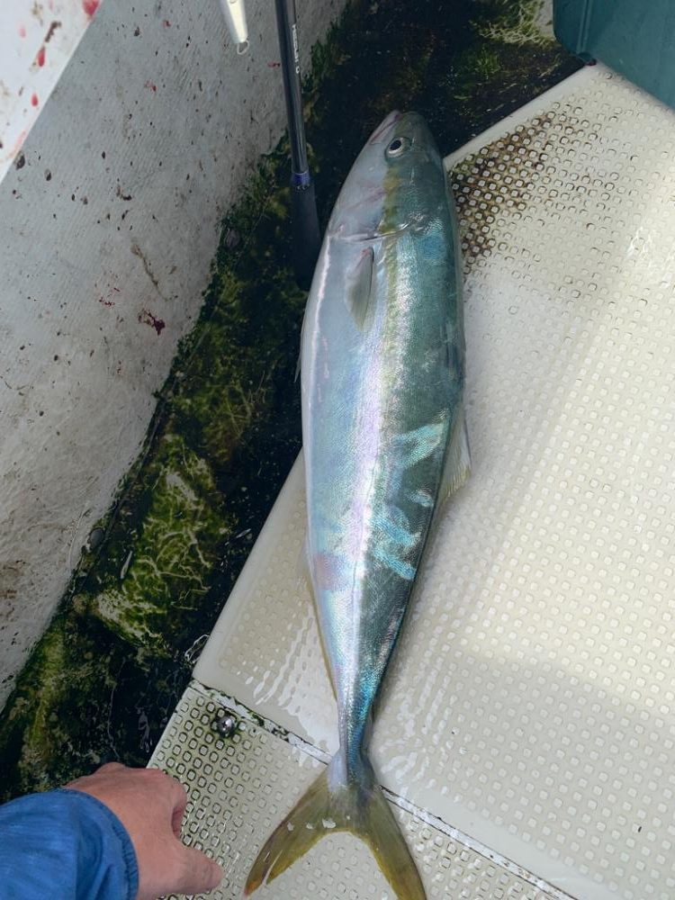 今年初明石ジギング！