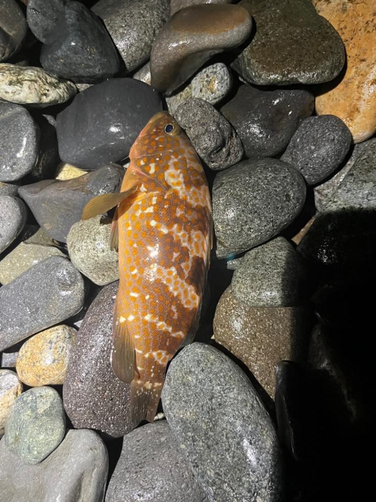 独眼竜海黒鱒あらわる