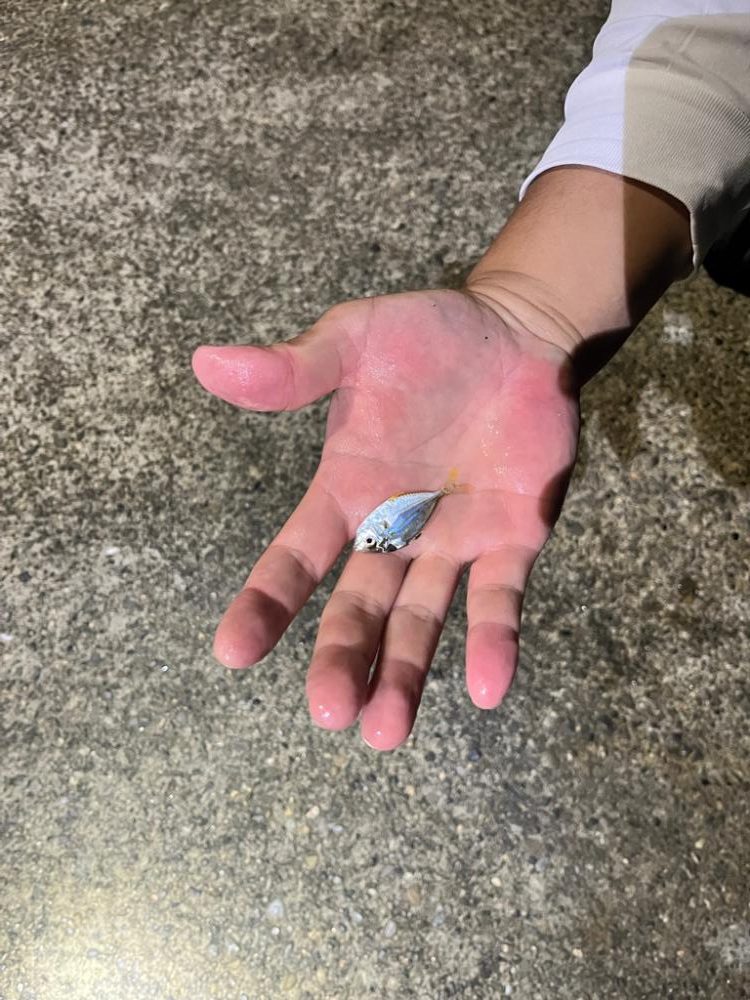 アジングという名の五目釣り