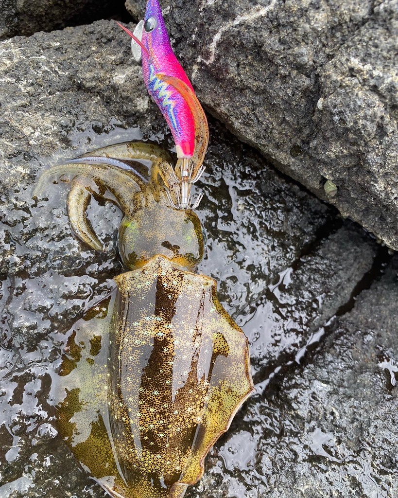 日本海アオリイカ