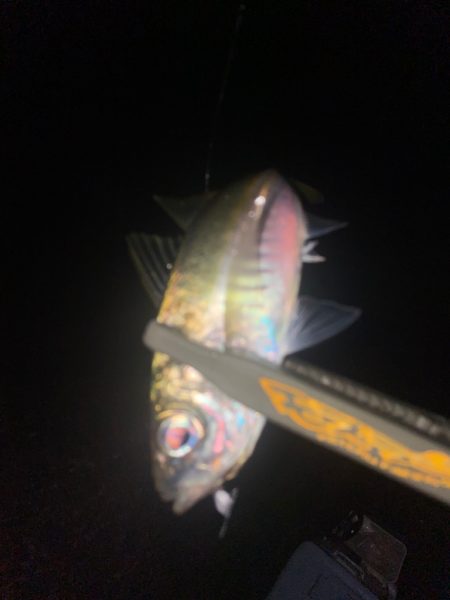 昨日の釣行結果からの答え合わせ