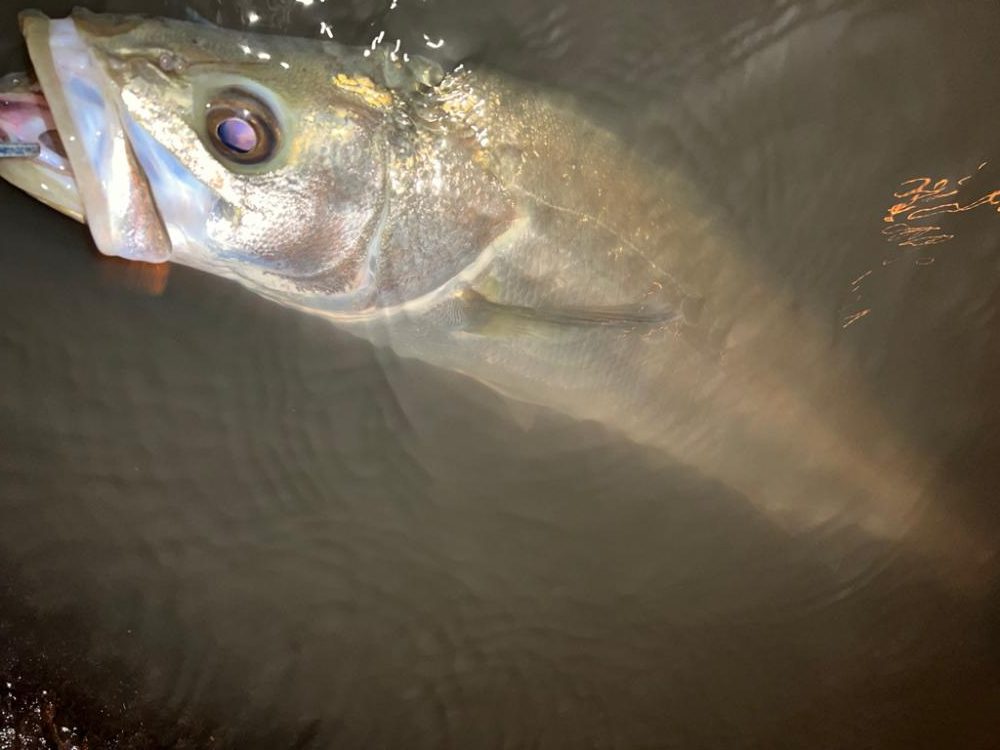 バイブレーションのショートリフト&フォール