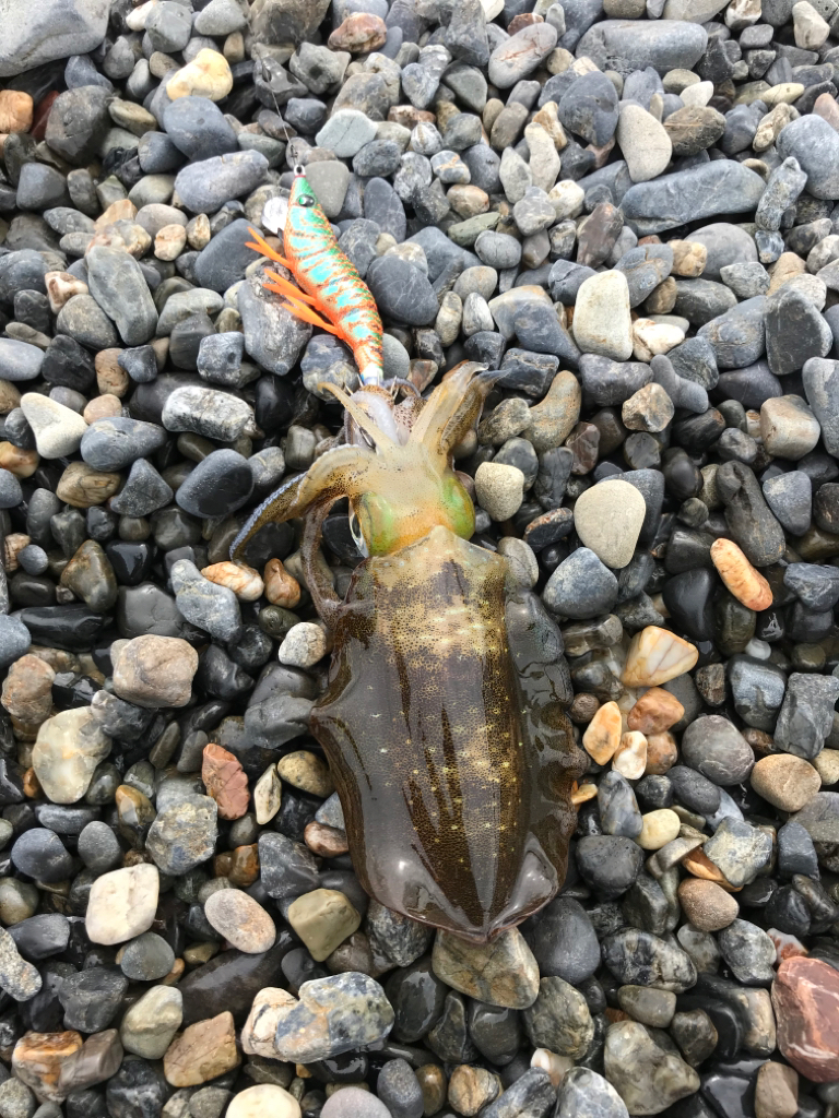 サーフエギング