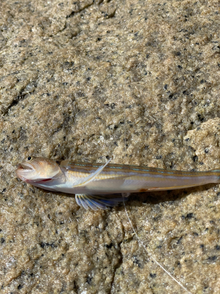 ちょい投げキス釣り