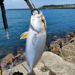 深日白灯台で飲ませにアイブリ30cm、シオ35cm