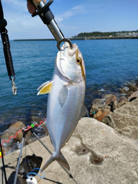 深日白灯台で飲ませにアイブリ30cm、シオ35cm