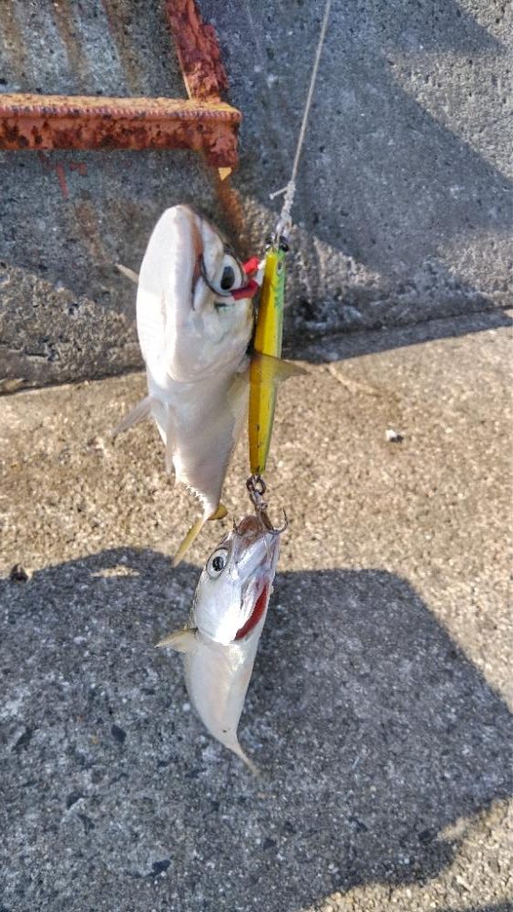 サワラリベンジパート２