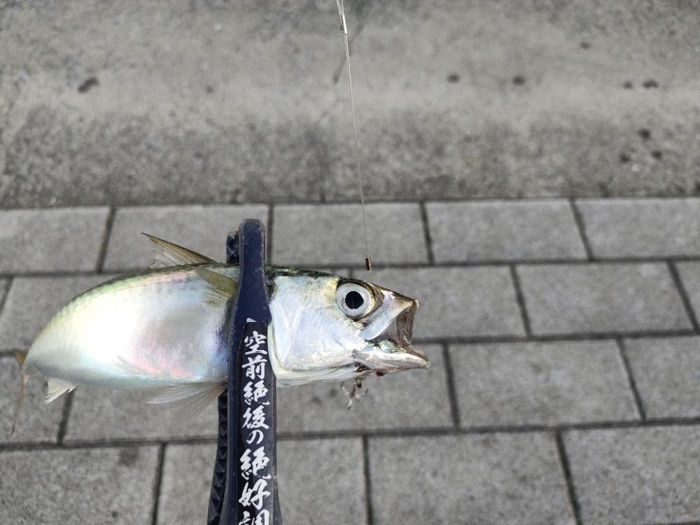 南港はサバだけ