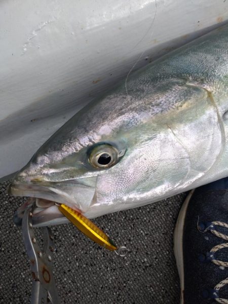 岩国沖ライトジギング！