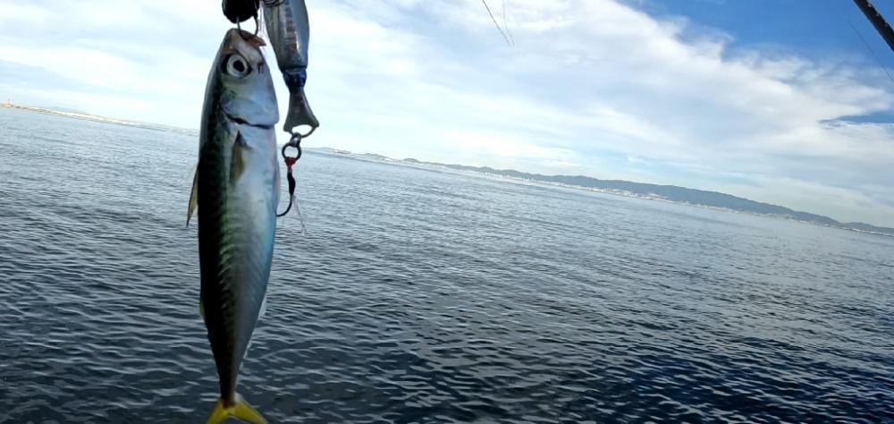 仕事前ショアジギ