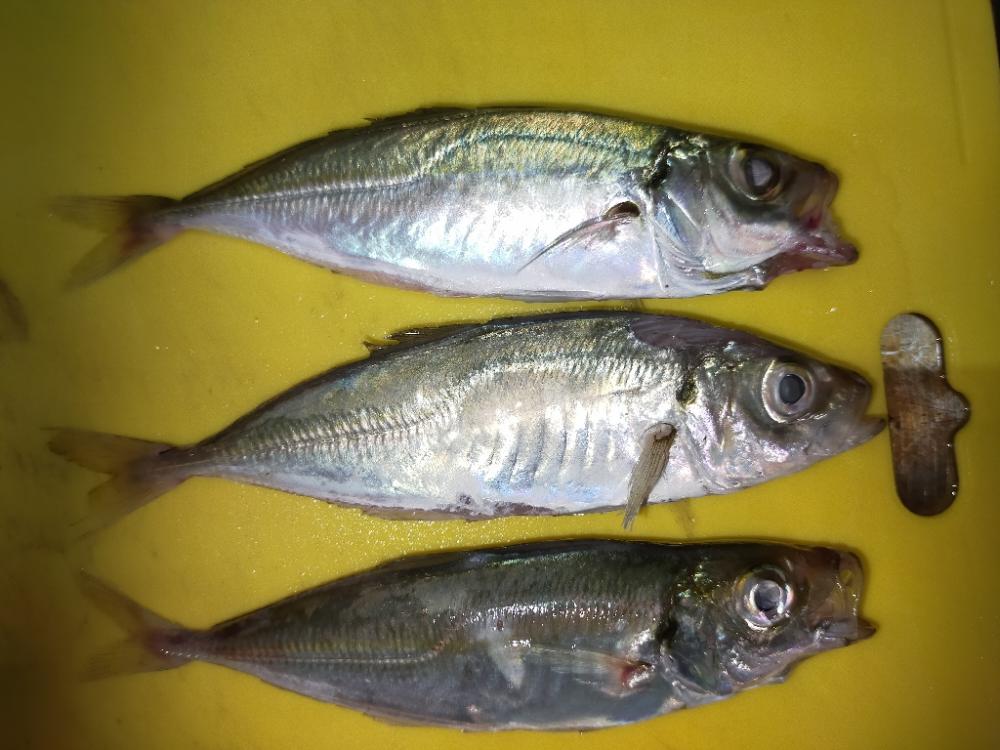 アオリイカ　自己新記録😄