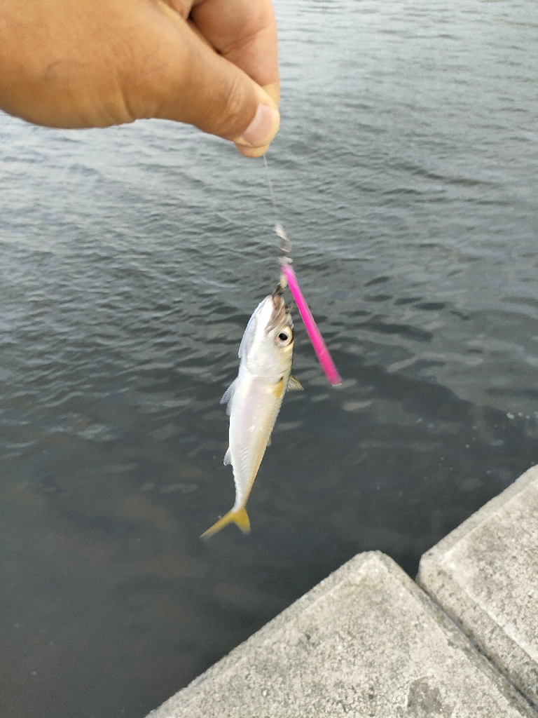 西宮ケーソン サバ祭