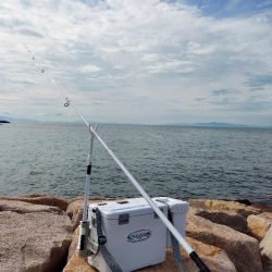 初場所にてキス釣り