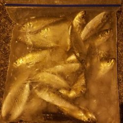 入れ食いだーヽ(o´3`o)ﾉ