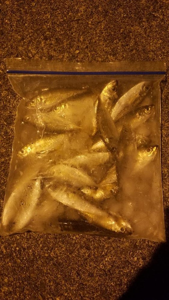 入れ食いだーヽ(o´3`o)ノ