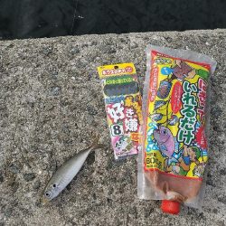 武庫川渡船さんで呑ませ釣り☆