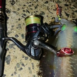 対馬エギング釣果