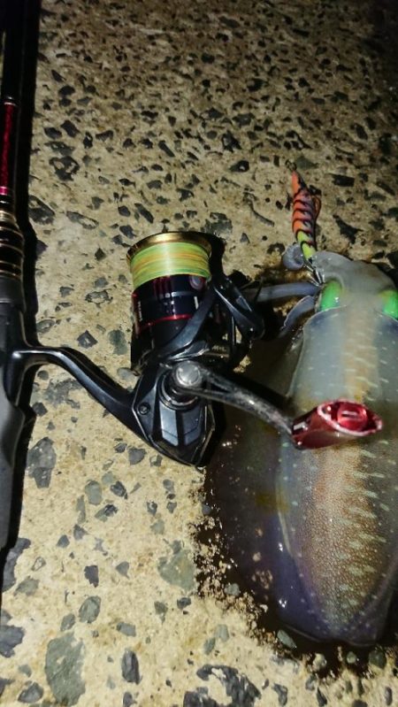 対馬エギング釣果