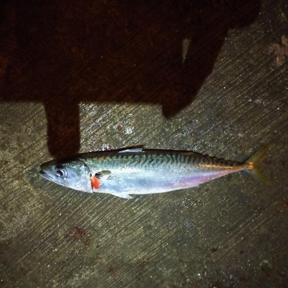 秋シーズン、朝練開始