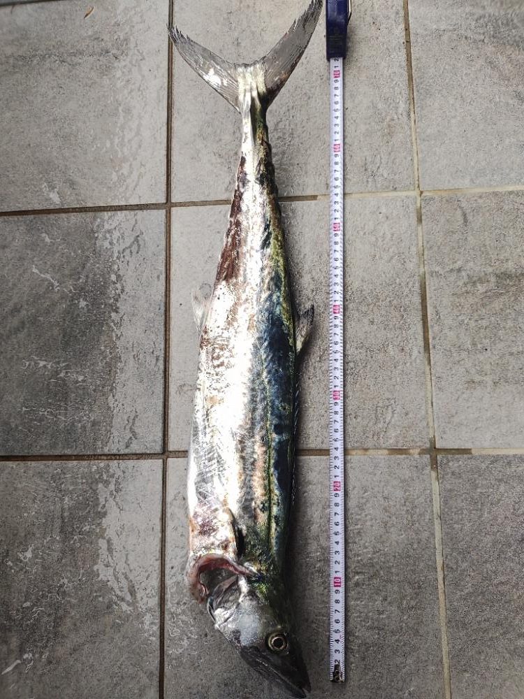 太刀魚、サワラ、ツバス