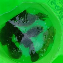 早朝エギングにてアオリ10杯