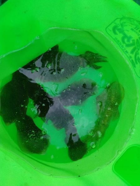 早朝エギングにてアオリ10杯