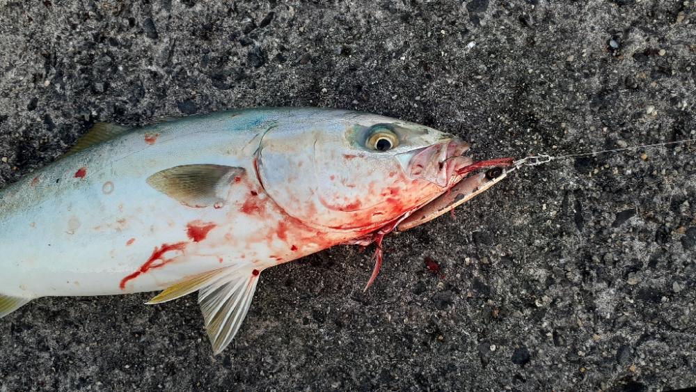 久々の青物祭り!