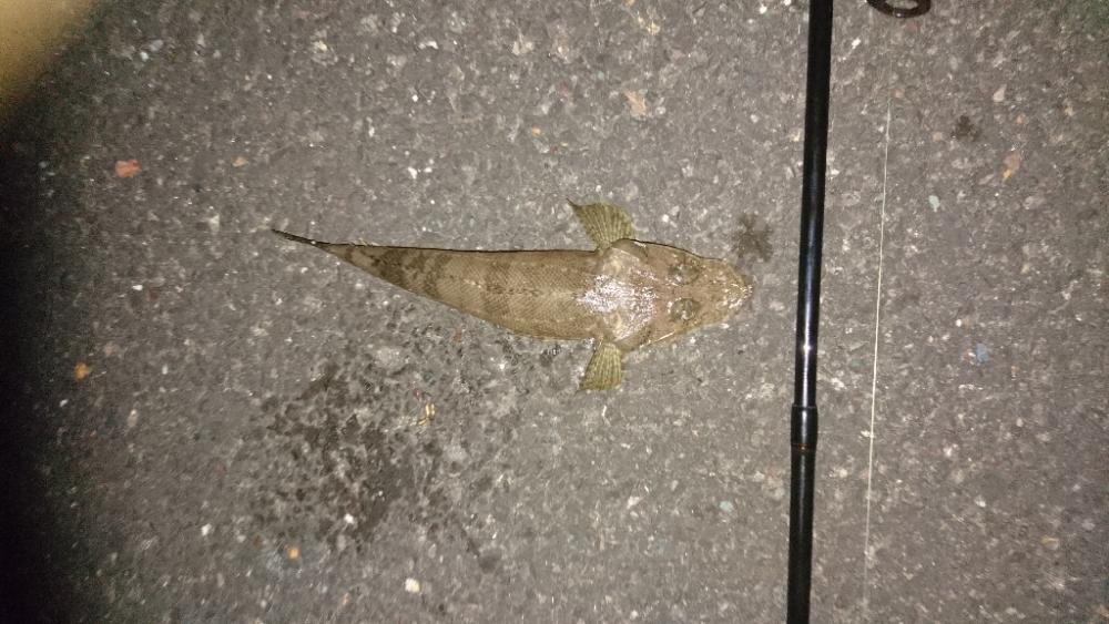 久々エギング、ちびコチ入れ食い