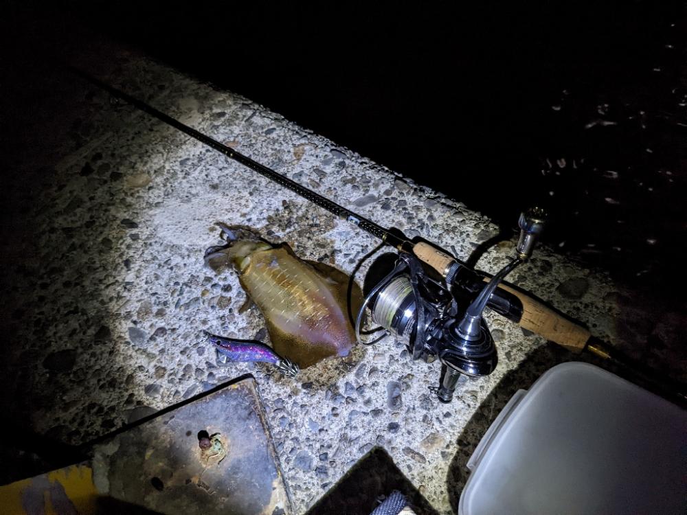 だんだん賢くなってきた