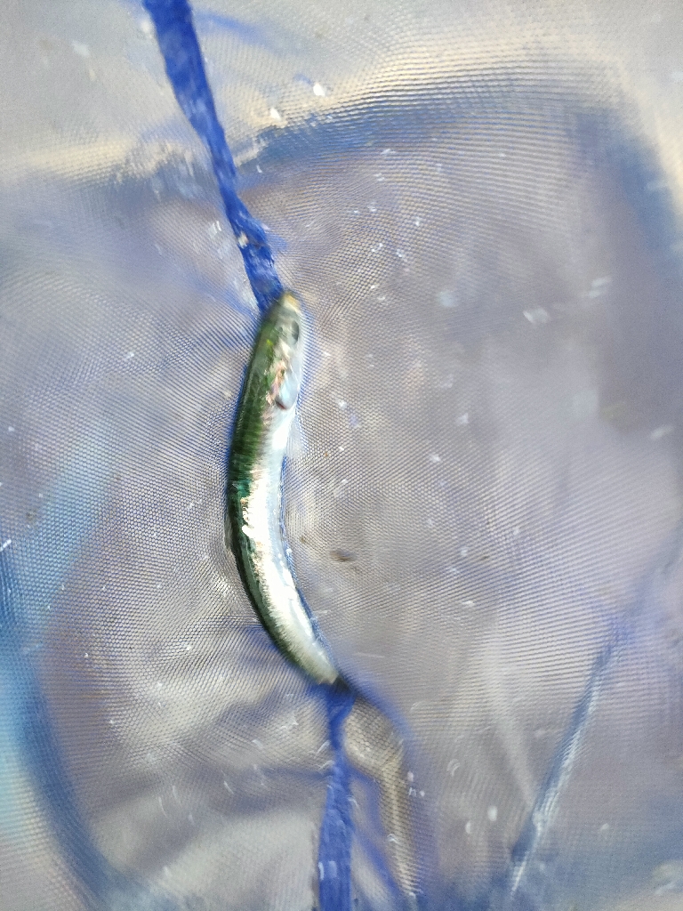 コスモスクエアにてノマセでラインブレイク!!!