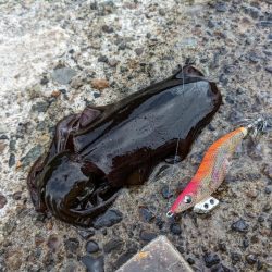 爆風エギング11杯