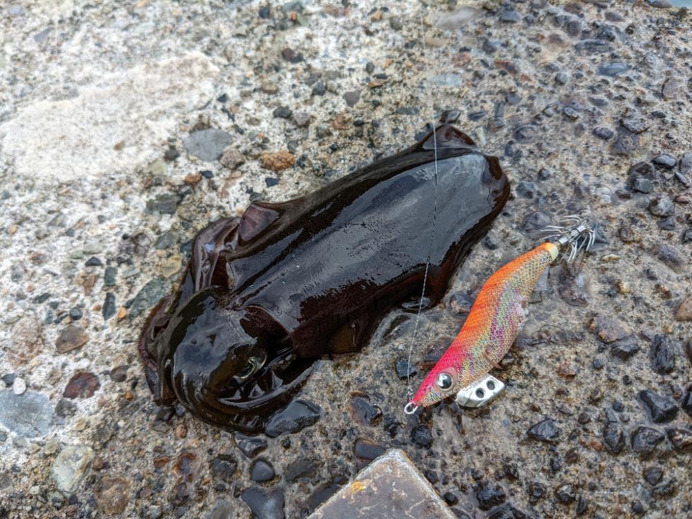 爆風エギング11杯