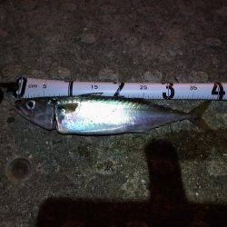 朝練で大サバ、ハマチ