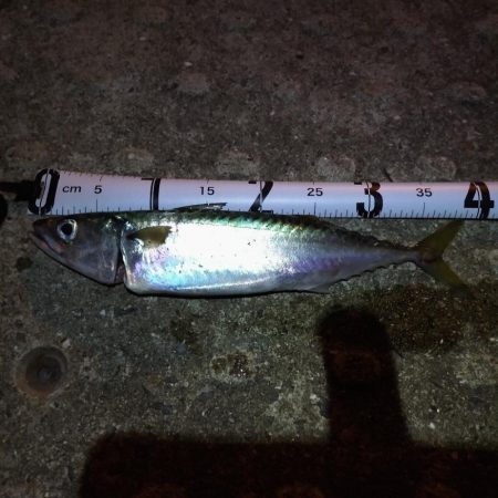 朝練で大サバ、ハマチ