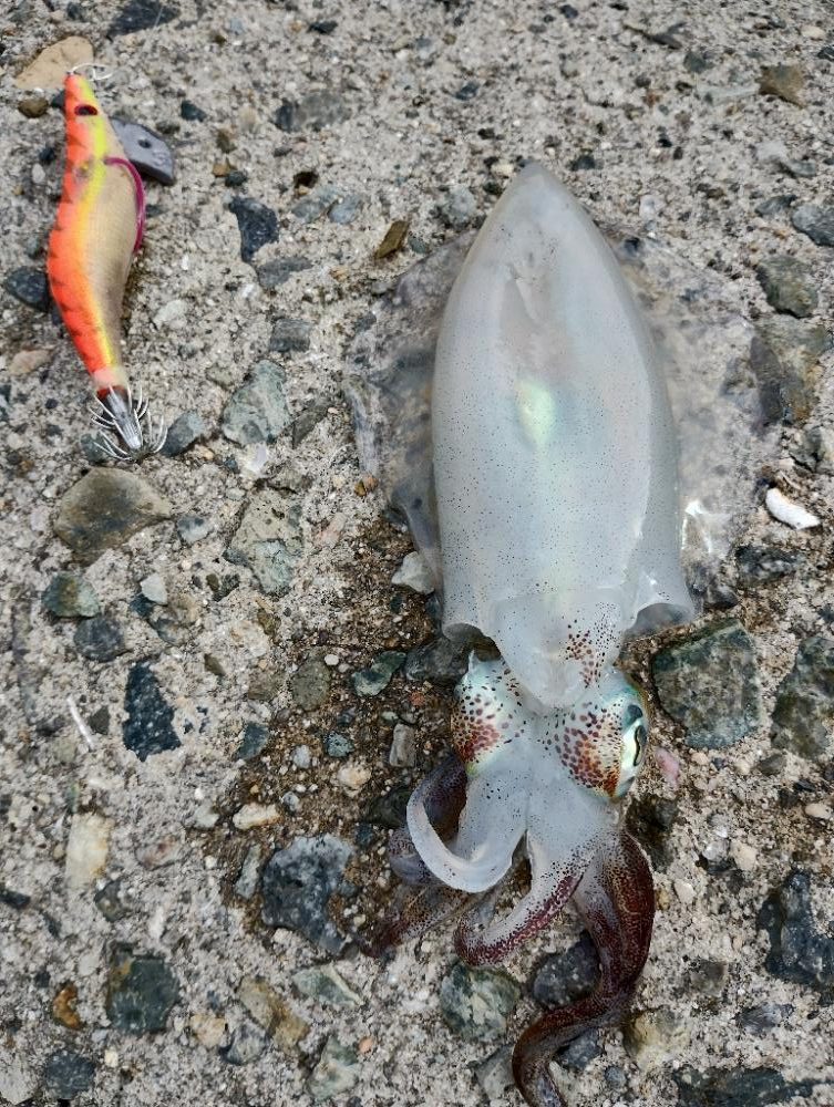 大阪産アオリイカ