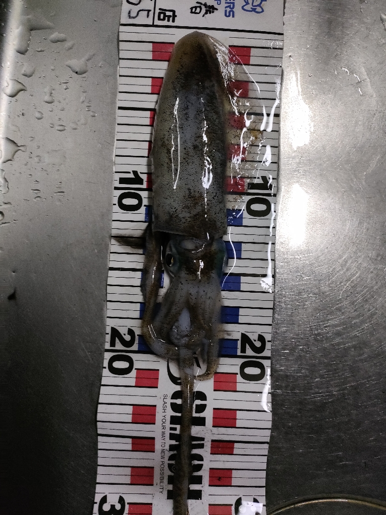 シーバスロッドでも。。。