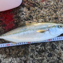 岸和田一文字で初メジロようやくゲット