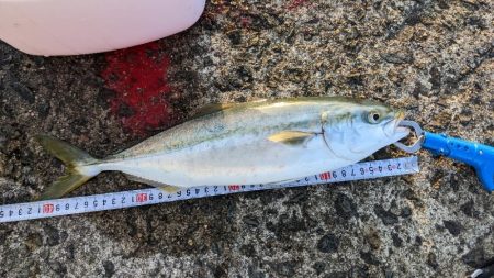 岸和田一文字で初メジロようやくゲット