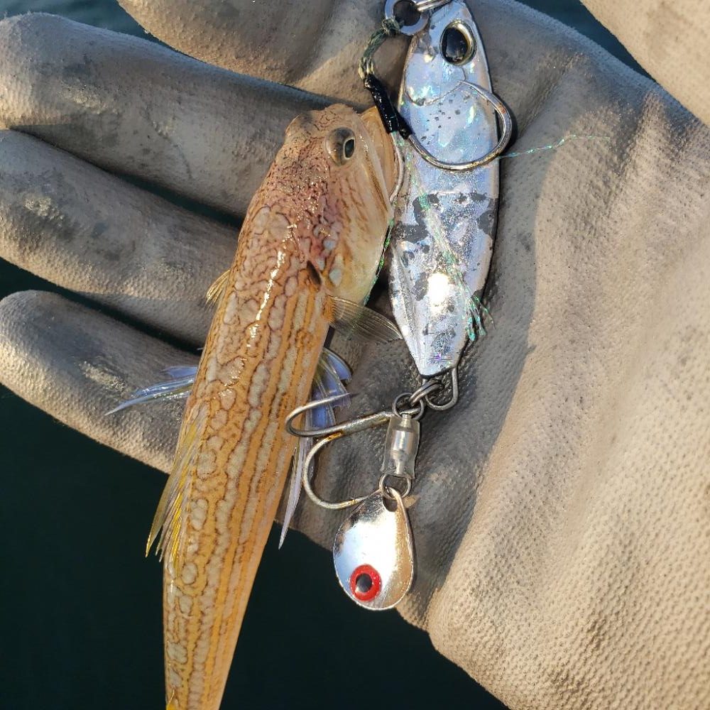 おはようツバス君!