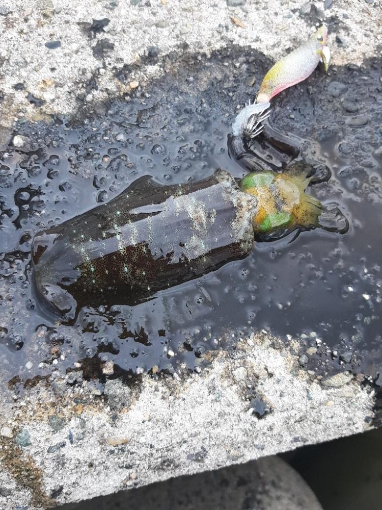 アオリイカ調査