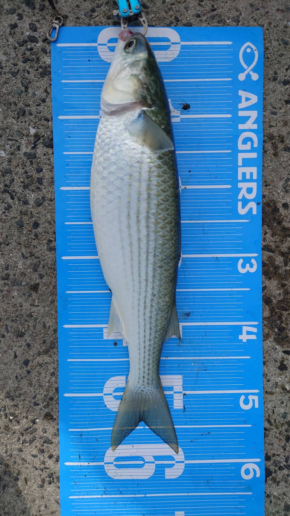 紀州釣りに挑戦しました🙋