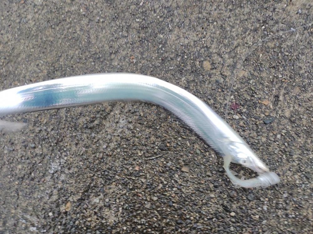 ツバス、太刀魚