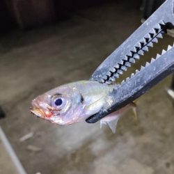 やっと出会えたアジ!