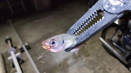 やっと出会えたアジ!