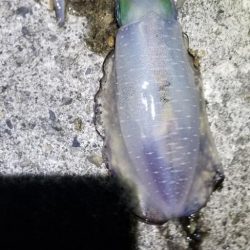 塩津　イカ絶好調