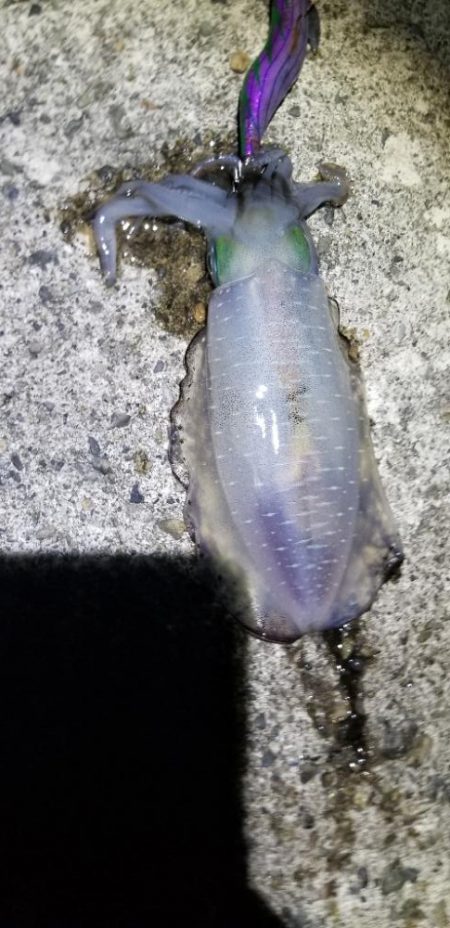 塩津　イカ絶好調