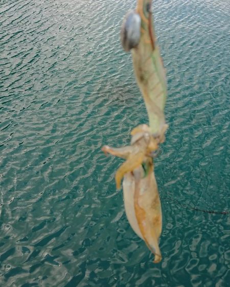 対馬エギング釣果