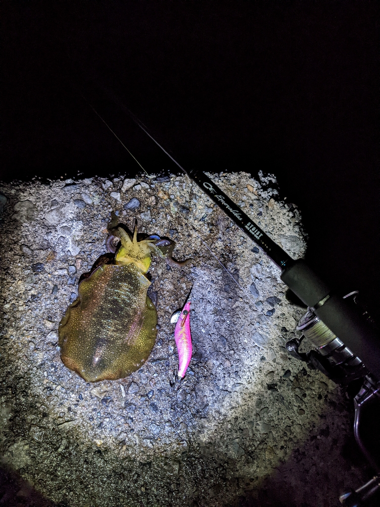 アオリぼっこぼこにいったった(・x・*)