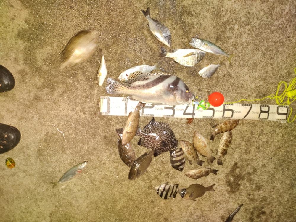 9/29釣果 コショウダイ　イシガキダイ