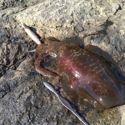 越前地磯で良型連発